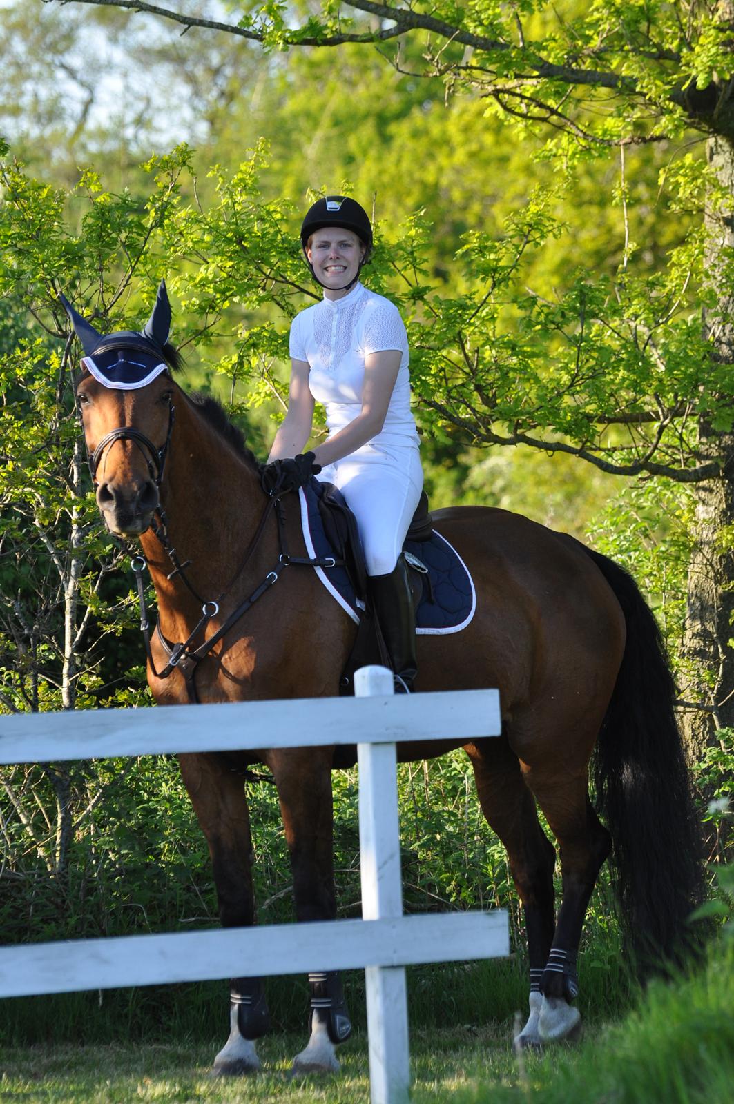 Dansk Varmblod Just Ask billede 2