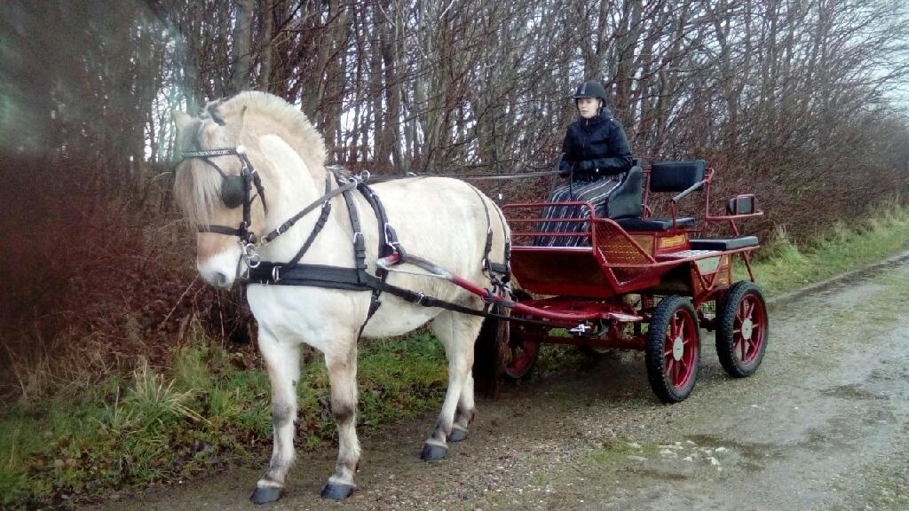 Fjordhest Rimbo møldrup billede 6