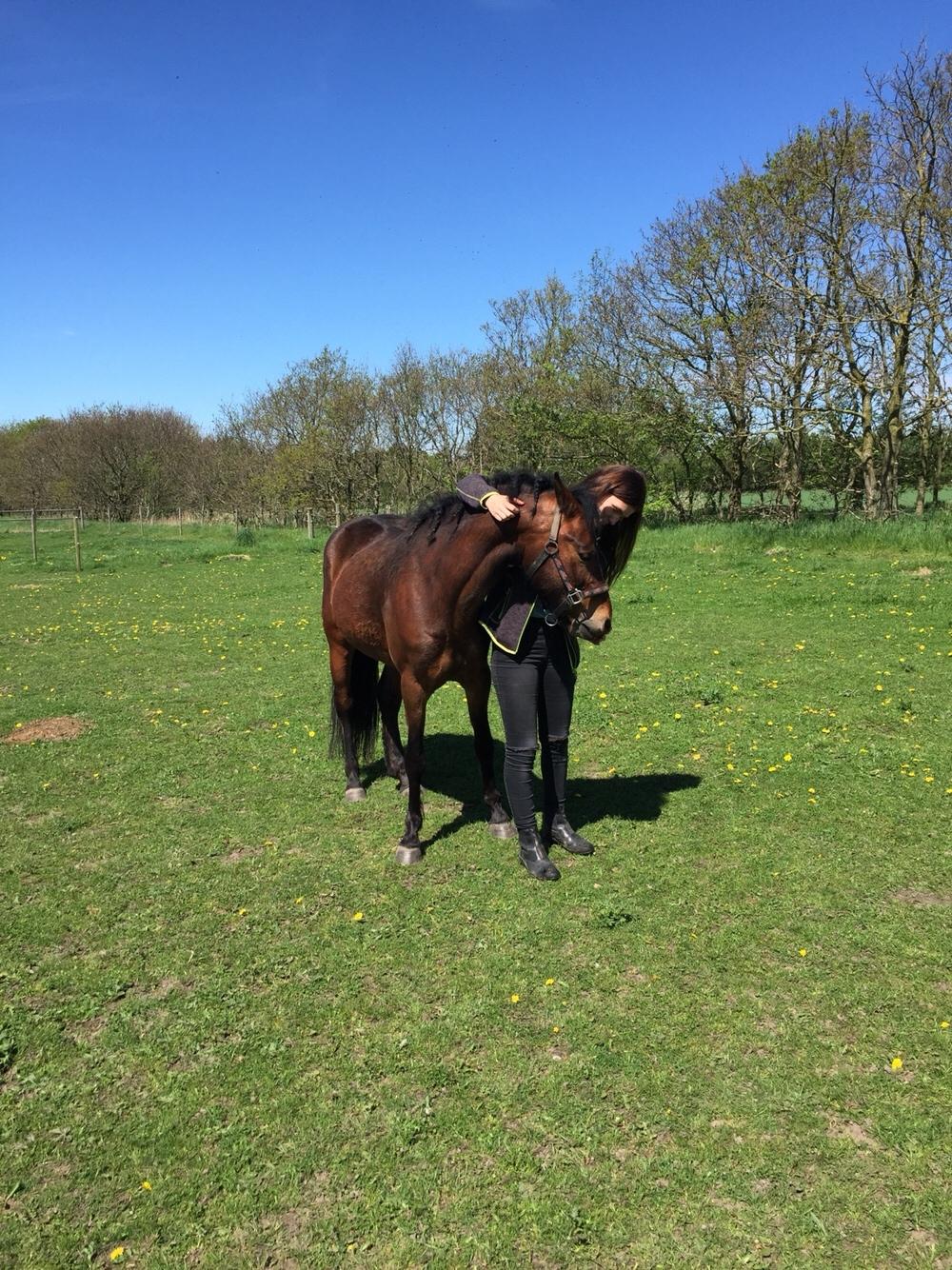 New Forest Spangsbo's Starlight billede 15