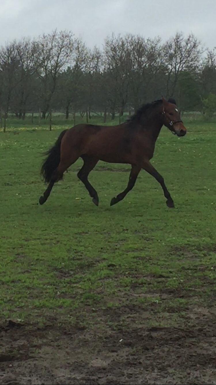 New Forest Spangsbo's Starlight billede 10