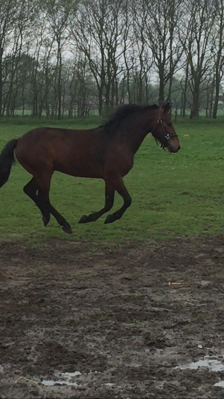 New Forest Spangsbo's Starlight billede 16