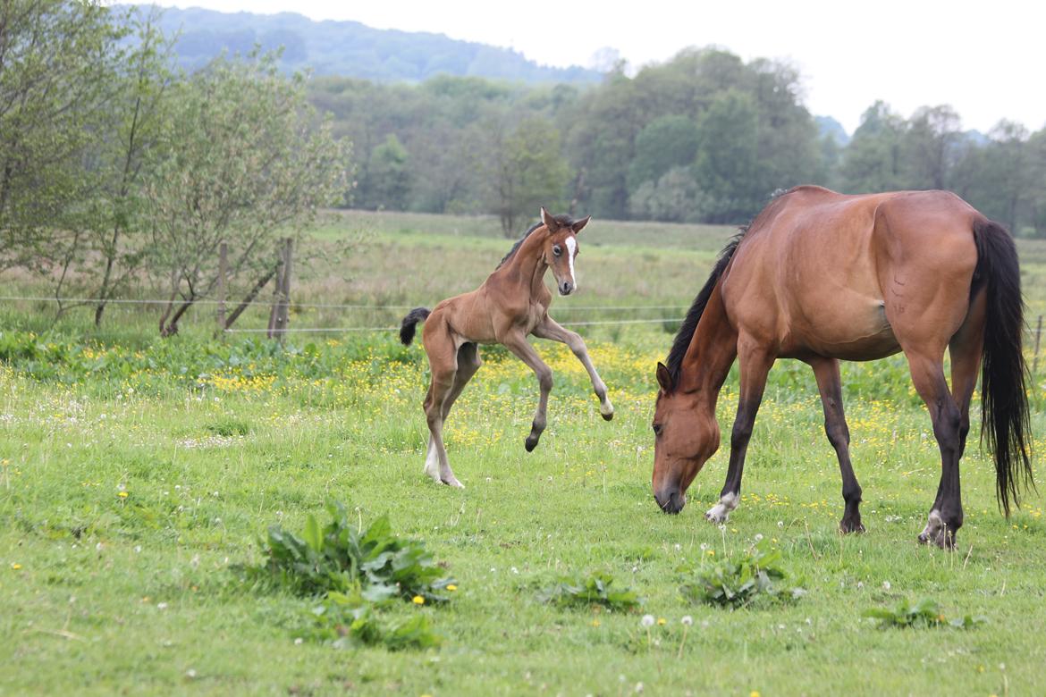 Dansk Varmblod Chaccolino N.G.M. billede 1