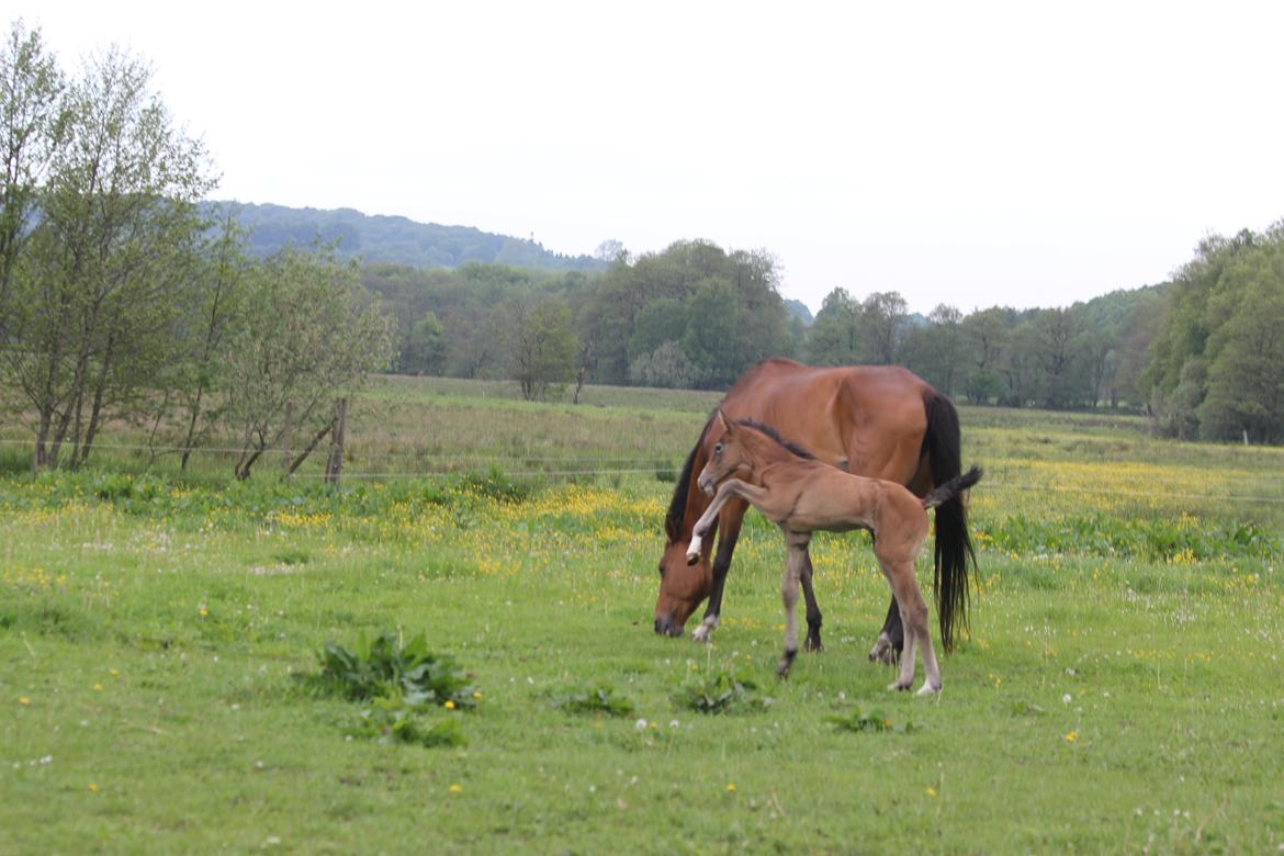 Dansk Varmblod Chaccolino N.G.M. billede 2