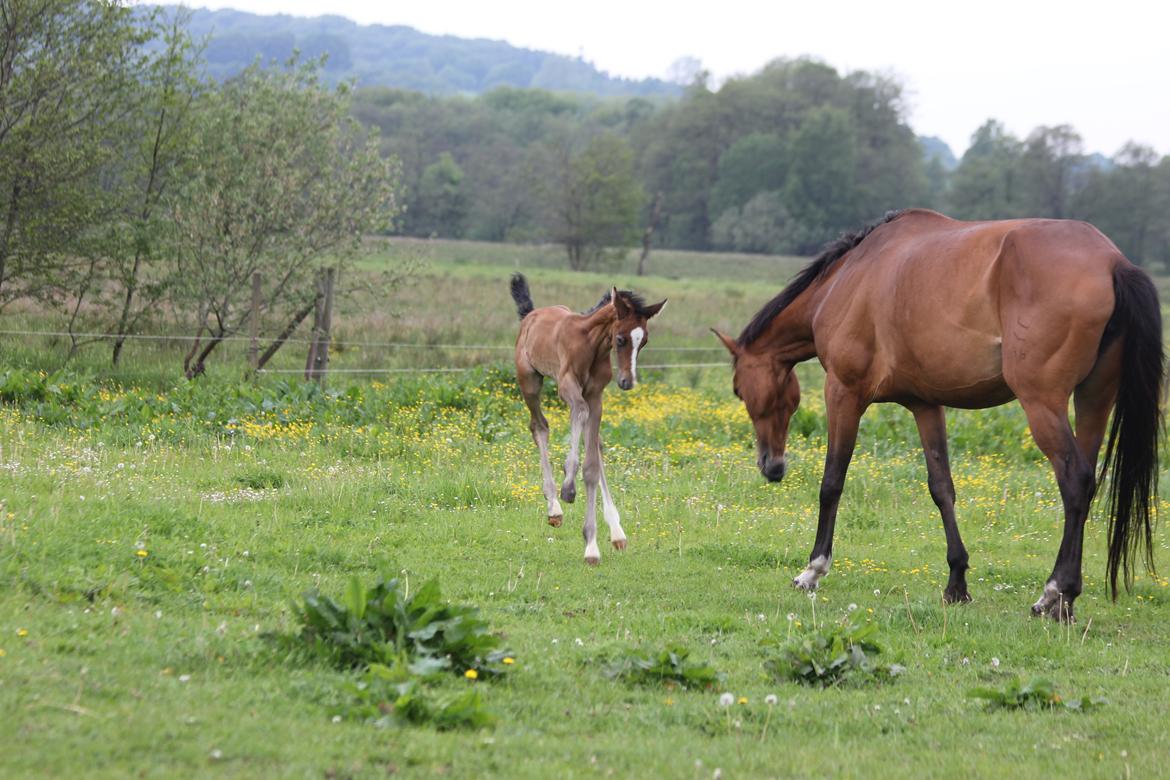 Dansk Varmblod Chaccolino N.G.M. billede 3