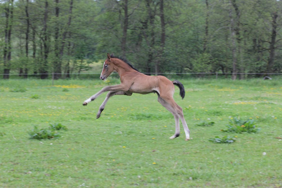 Dansk Varmblod Chaccolino N.G.M. billede 5