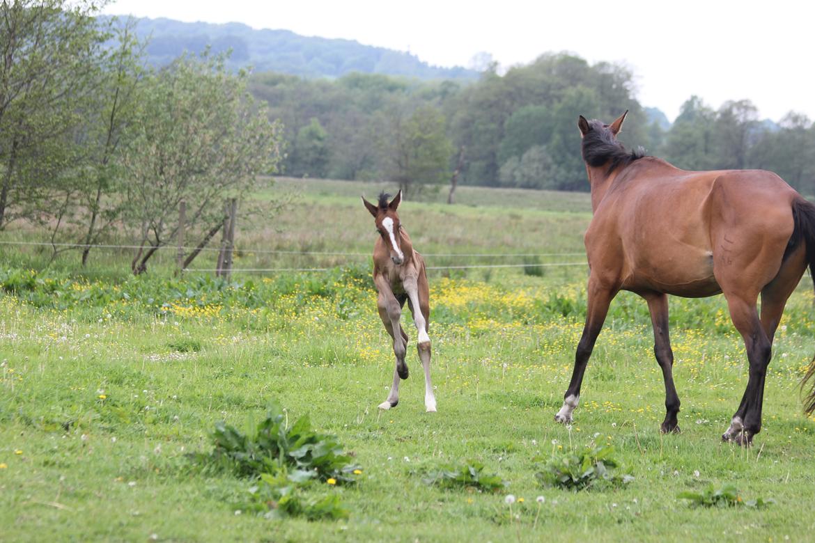 Dansk Varmblod Chaccolino N.G.M. billede 4