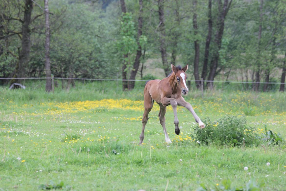 Dansk Varmblod Chaccolino N.G.M. billede 6