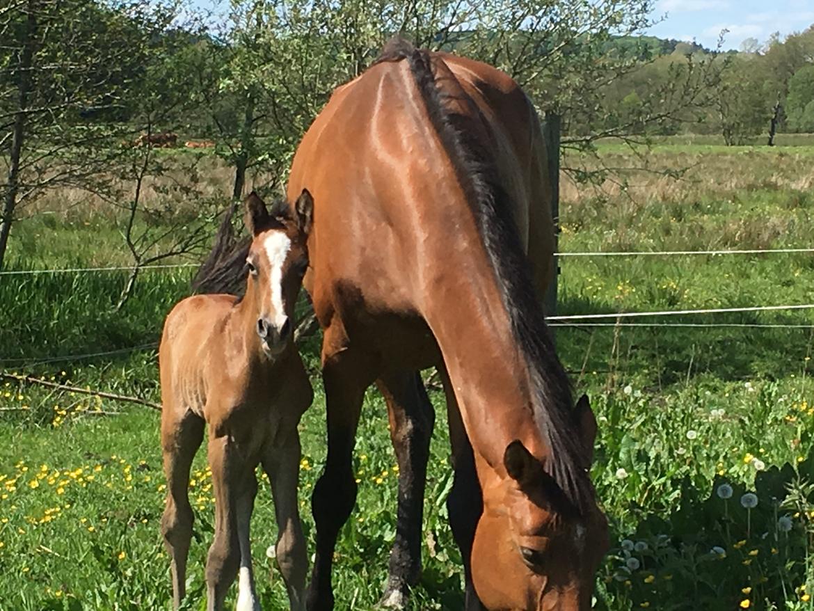 Dansk Varmblod Chaccolino N.G.M. billede 7