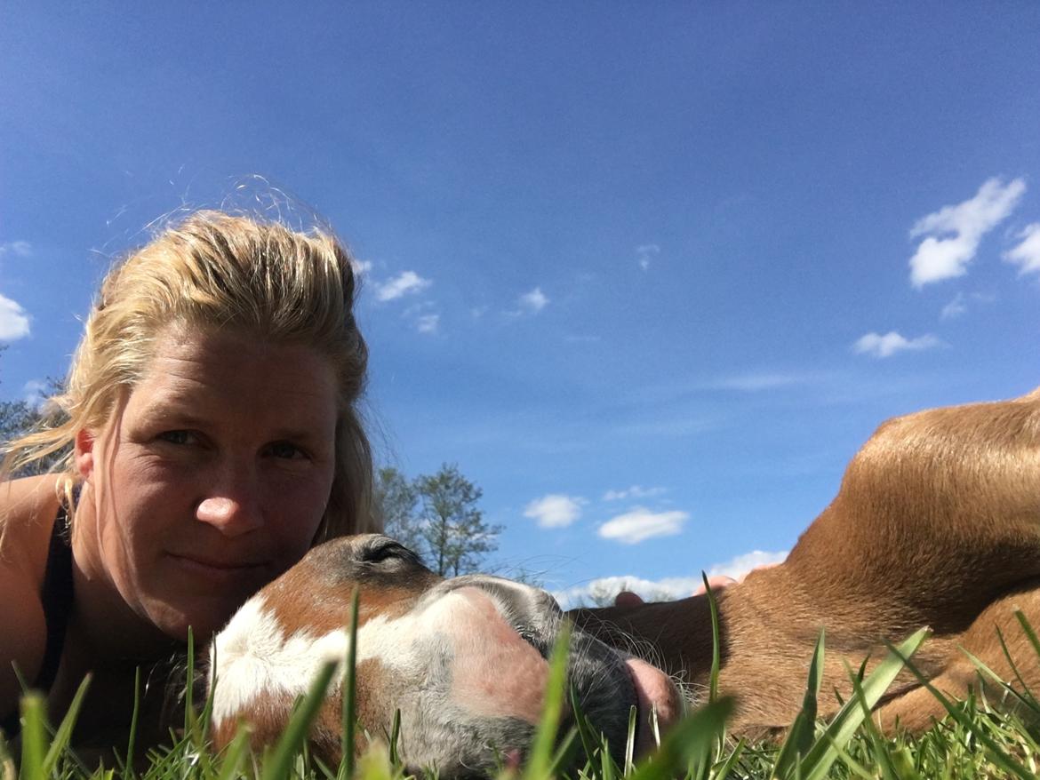 Dansk Varmblod Chaccolino N.G.M. billede 8