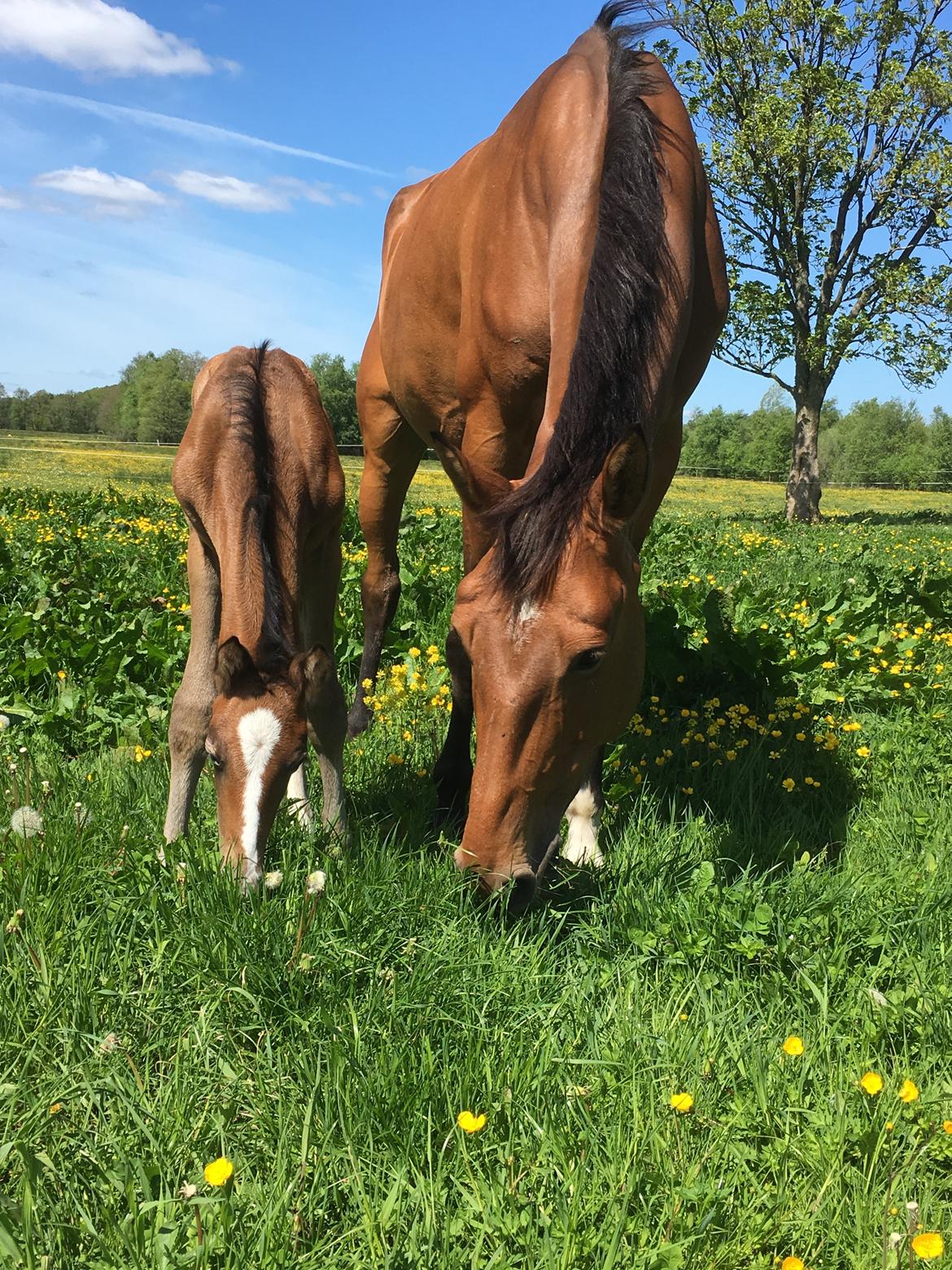 Dansk Varmblod Chaccolino N.G.M. billede 9