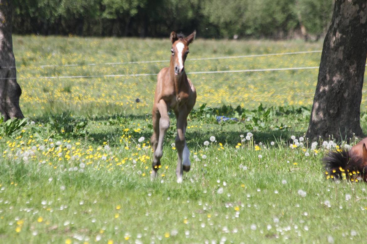 Dansk Varmblod Chaccolino N.G.M. billede 11