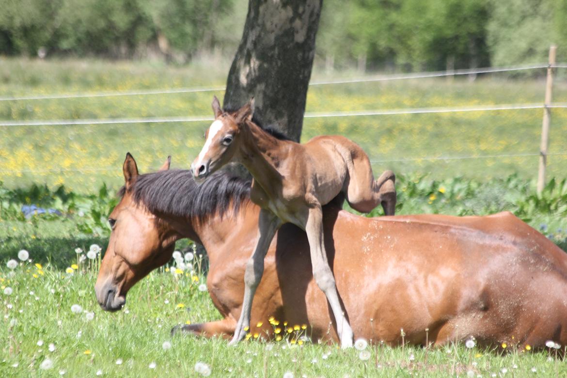 Dansk Varmblod Chaccolino N.G.M. - prøver lige at springe over mor første gang vi på fold og første gang hun ligger sig billede 10