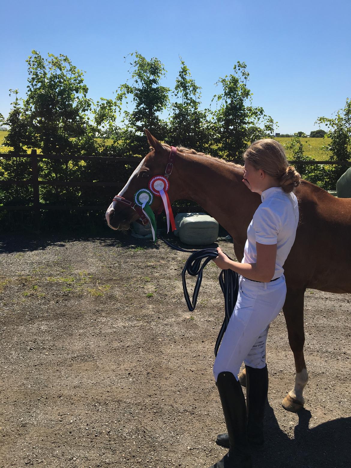 Welsh Partbred (Sec F) Madonna billede 21