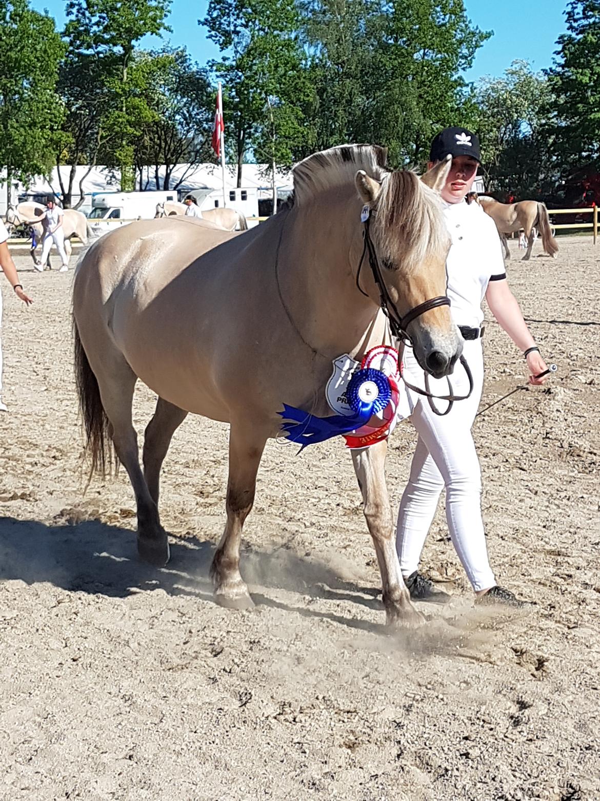Fjordhest Merle vårby billede 13