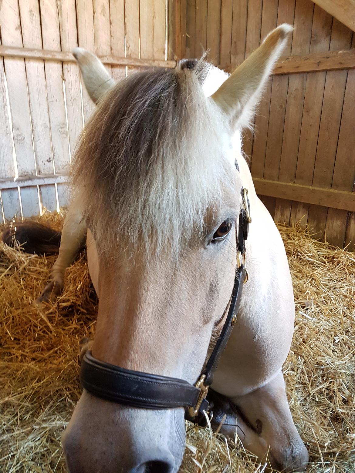 Fjordhest Merle vårby billede 14