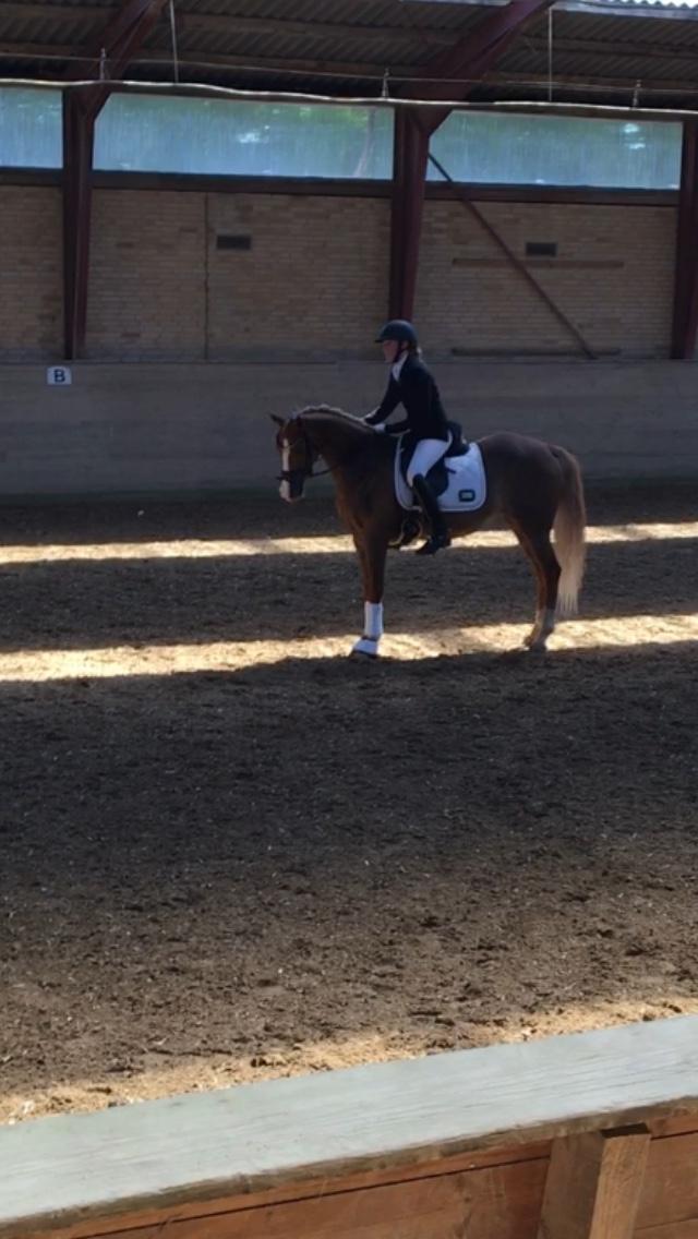 Welsh Partbred (Sec F) Madonna billede 18