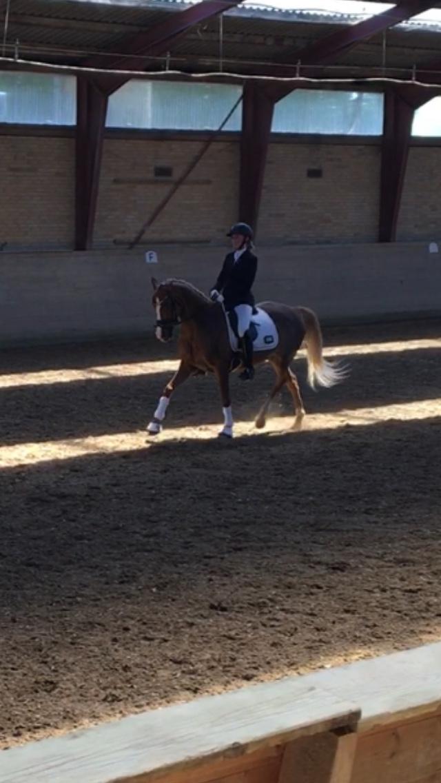 Welsh Partbred (Sec F) Madonna billede 15