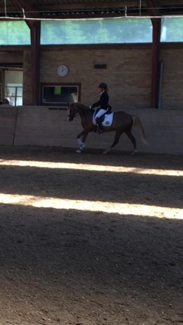 Welsh Partbred (Sec F) Madonna billede 24