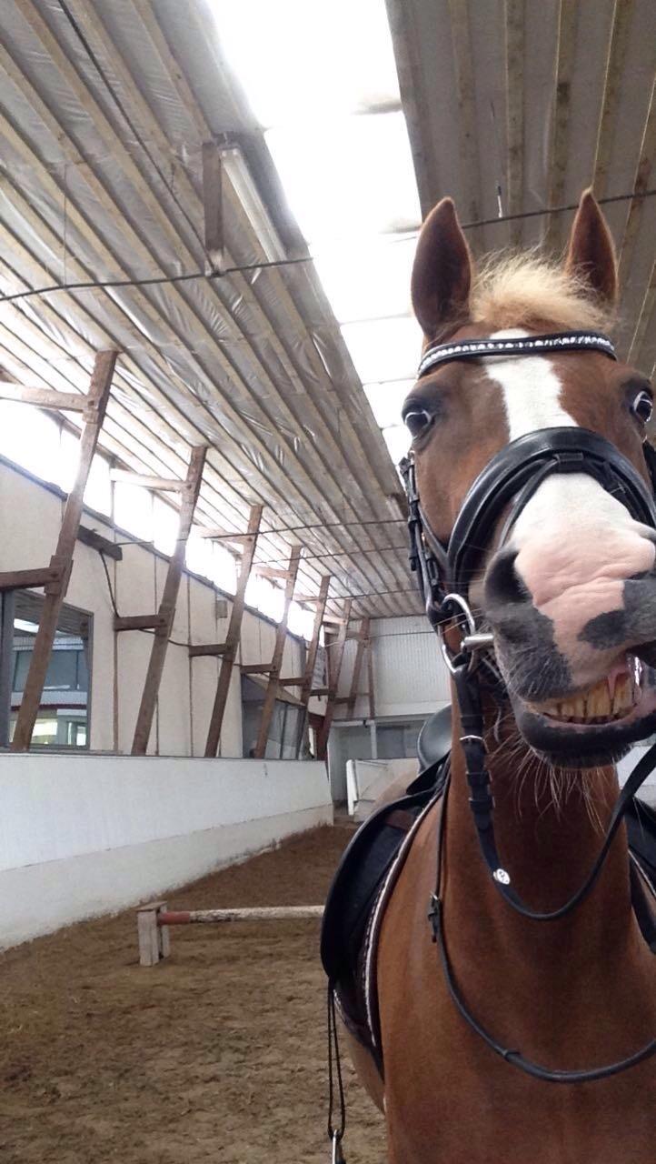 Welsh Partbred (Sec F) Madonna billede 26