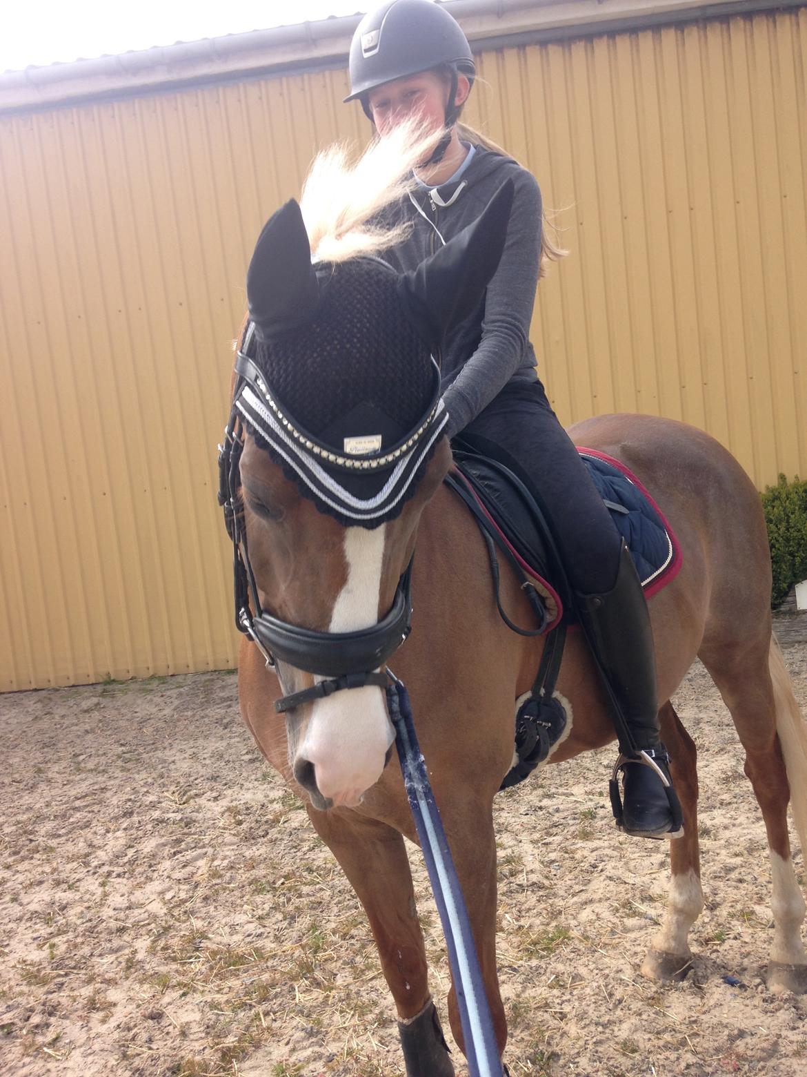 Welsh Partbred (Sec F) Madonna billede 27