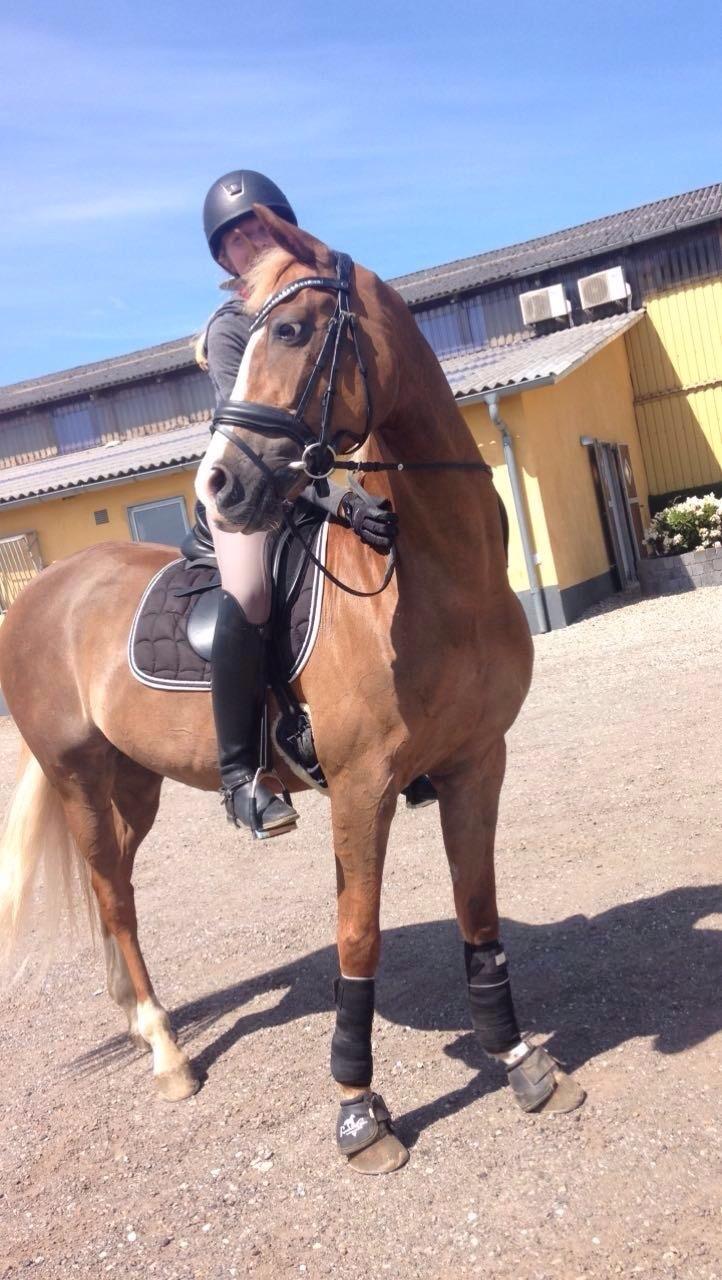 Welsh Partbred (Sec F) Madonna billede 28