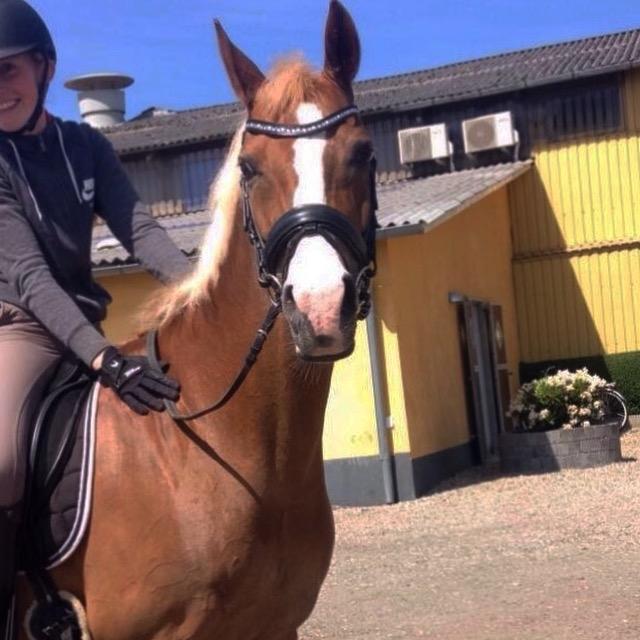 Welsh Partbred (Sec F) Madonna billede 29