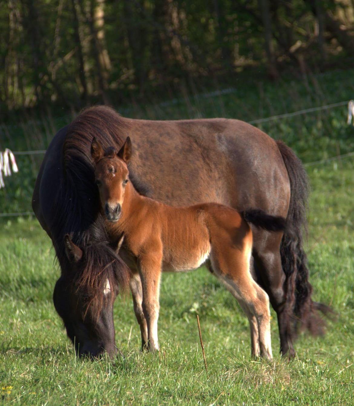 Shetlænder Bellis billede 19
