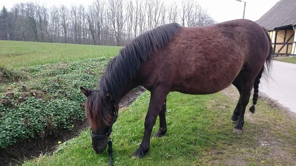 Shetlænder Bellis billede 15