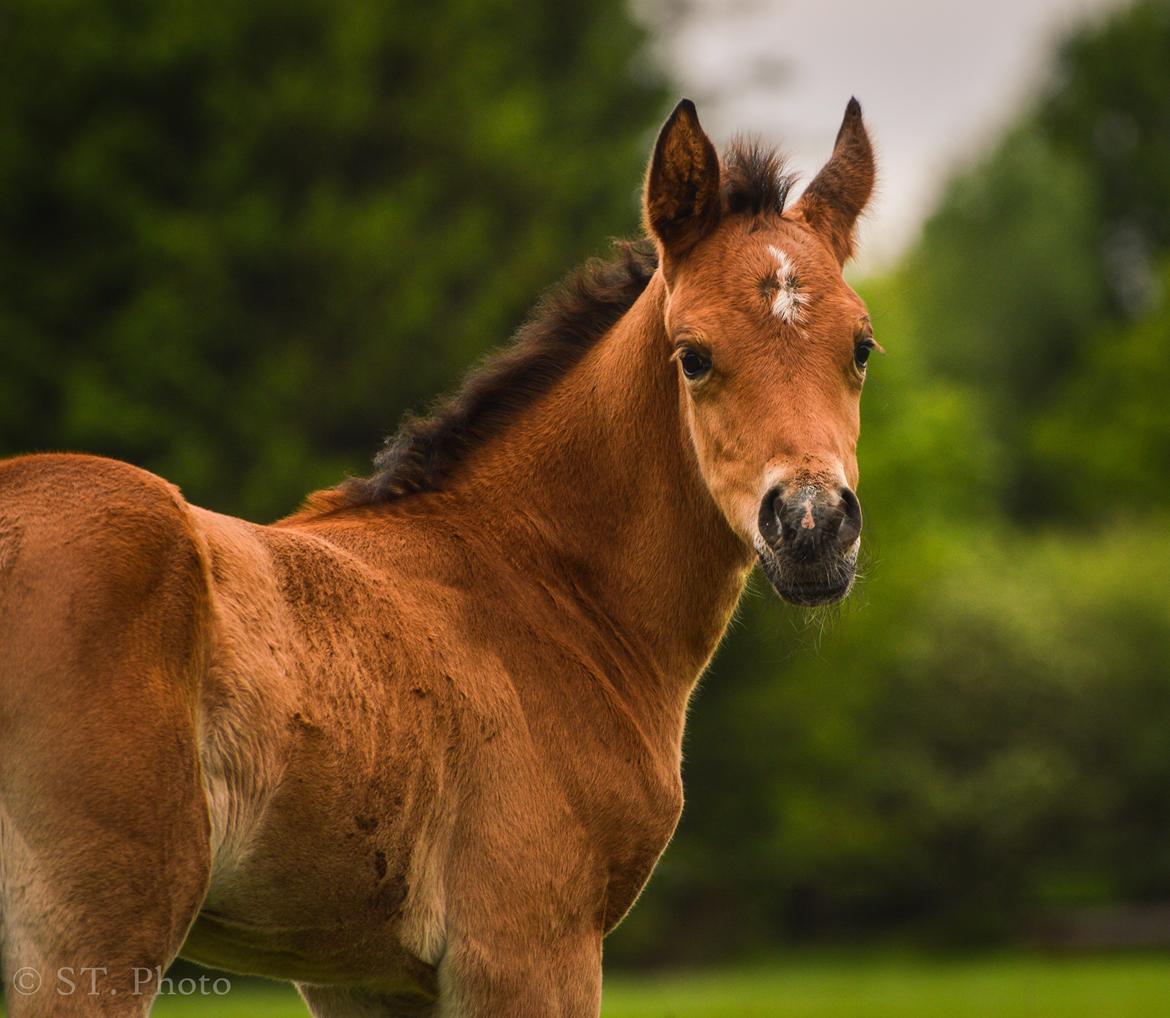 Arabisk fuldblod (OX) Tayisha Van Charm ox  billede 14