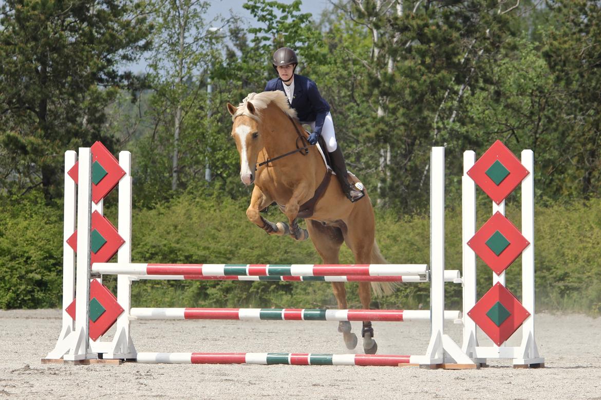 Palomino Kjærgaards Golden Champ - Fotograf: Andersen Equine Photography billede 8