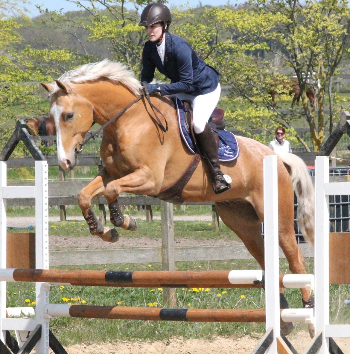 Palomino Kjærgaards Golden Champ - Fotograf: AKH Foto billede 10