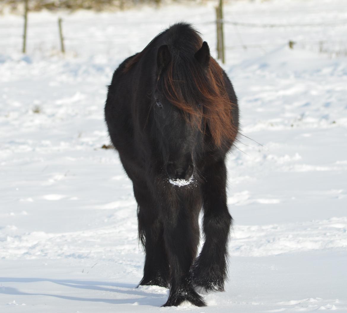 Fell pony Strandgaardens Black Jack - Jack med "overskæg"... vinter 2015 billede 37