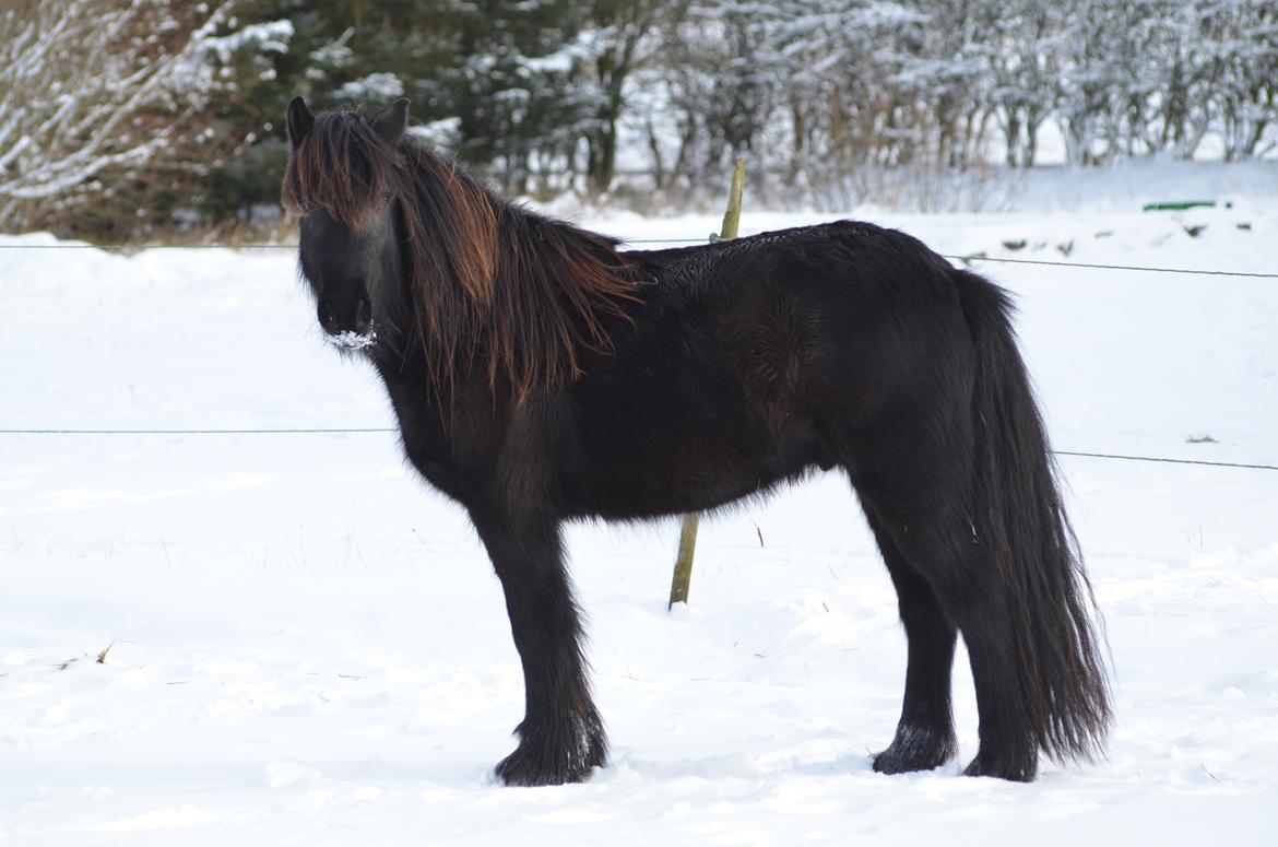 Fell pony Strandgaardens Black Jack - Jack vinter 2015 billede 38