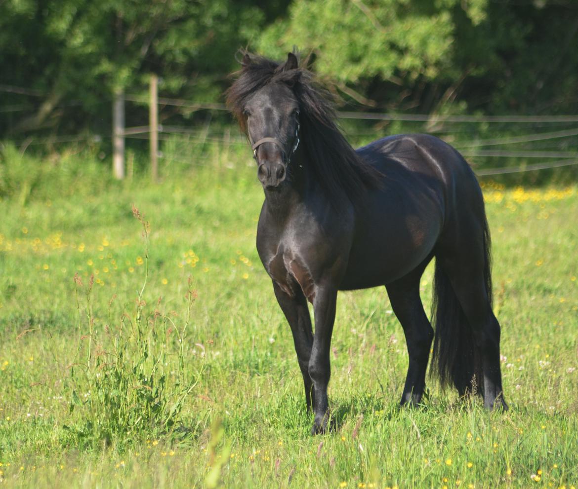 Fell pony Strandgaardens Black Jack - Smukke Jack, sommer 2014 billede 28