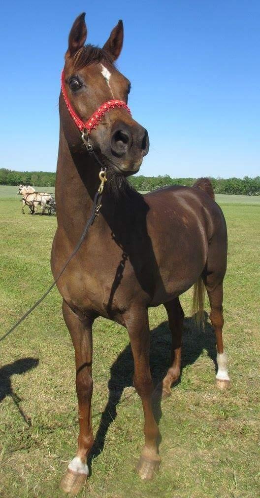 Arabisk fuldblod (OX) Maheba ox 3214 R.I.P 02-04-2019 billede 27