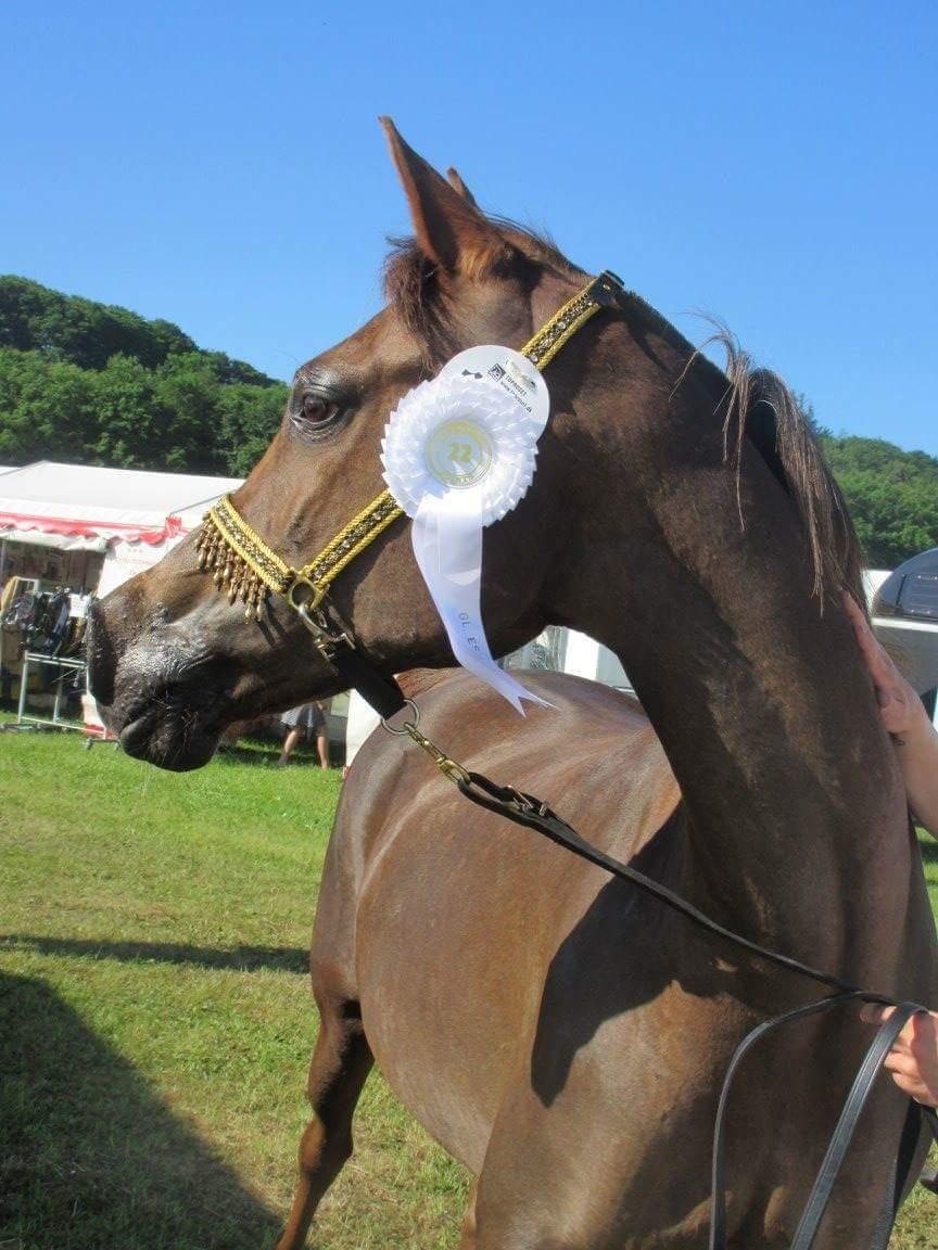 Arabisk fuldblod (OX) Maheba ox 3214 R.I.P 02-04-2019 billede 29