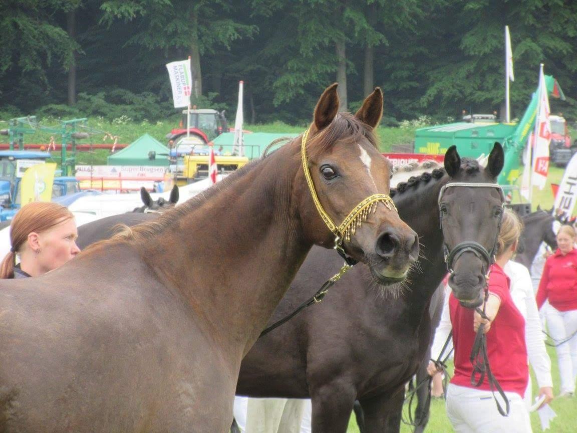 Arabisk fuldblod (OX) Maheba ox 3214 R.I.P 02-04-2019 billede 26