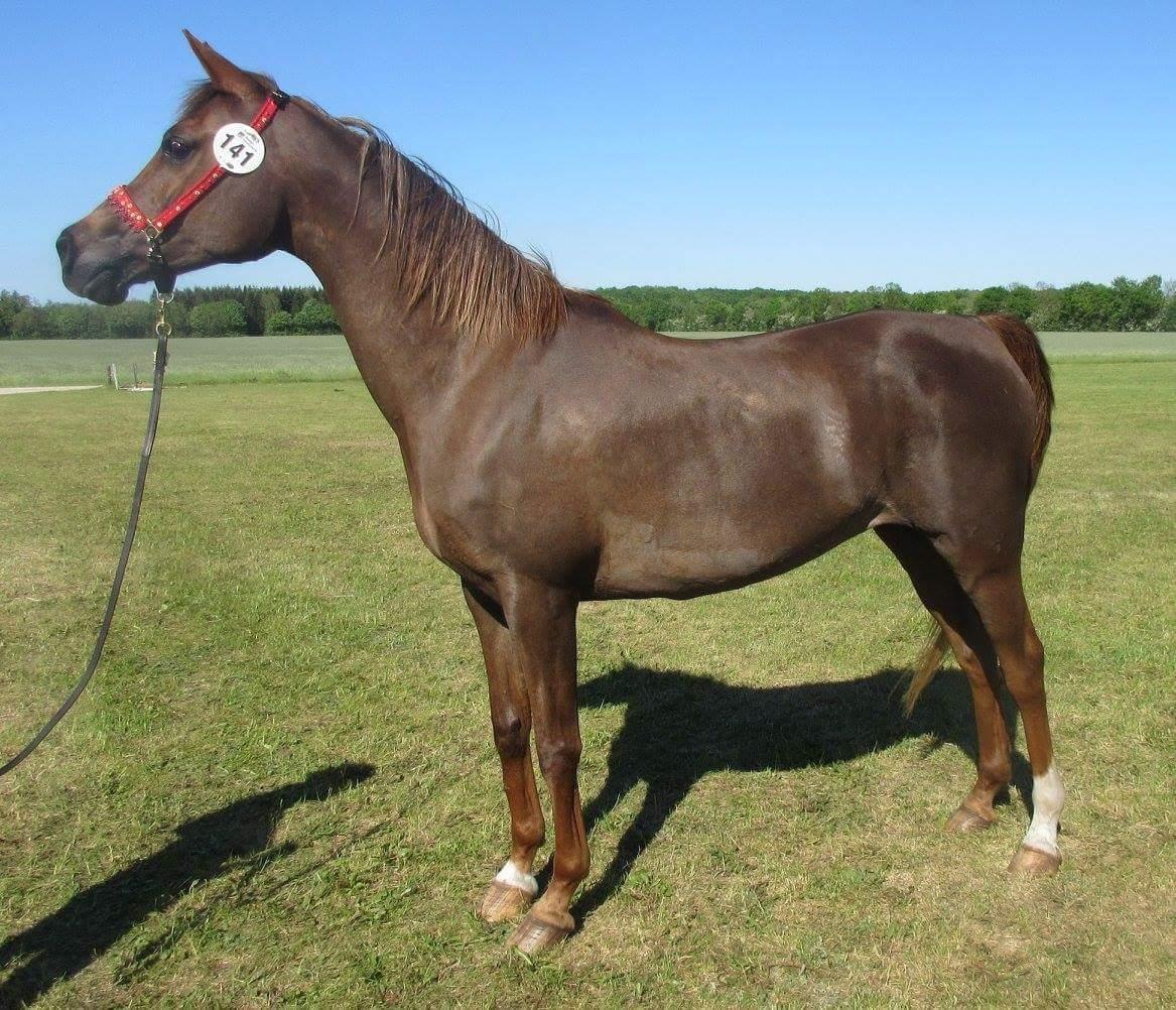 Arabisk fuldblod (OX) Maheba ox 3214 R.I.P 02-04-2019 billede 28