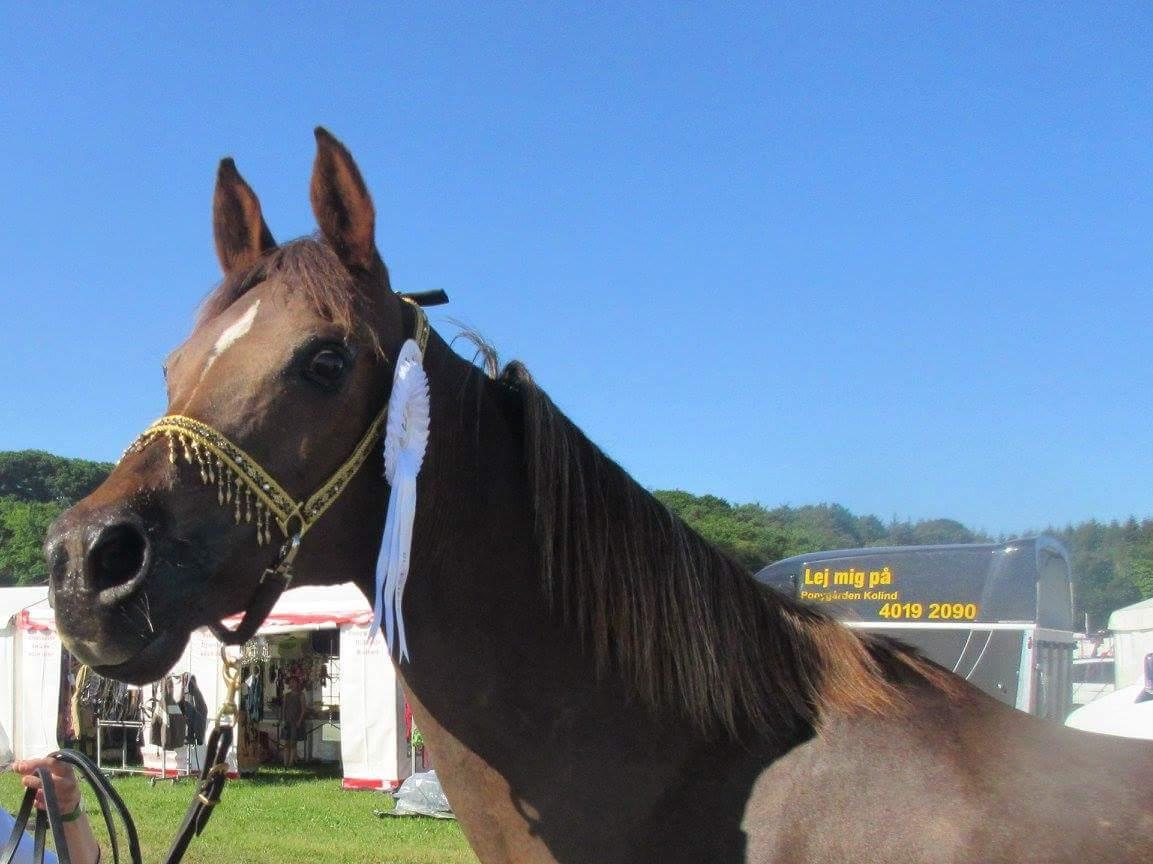 Arabisk fuldblod (OX) Maheba ox 3214 R.I.P 02-04-2019 billede 31