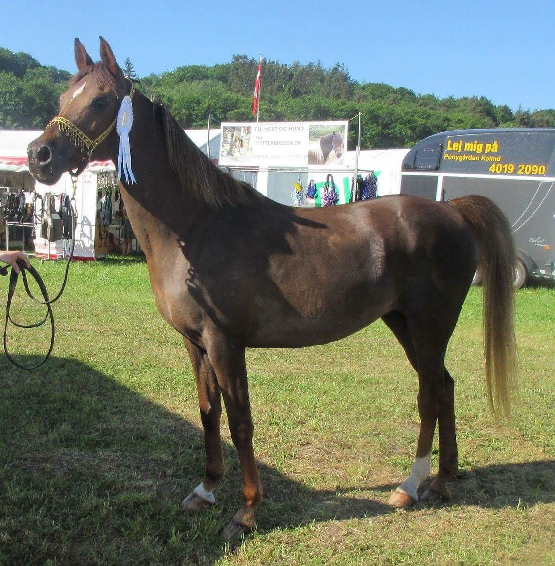 Arabisk fuldblod (OX) Maheba ox 3214 R.I.P 02-04-2019 billede 30