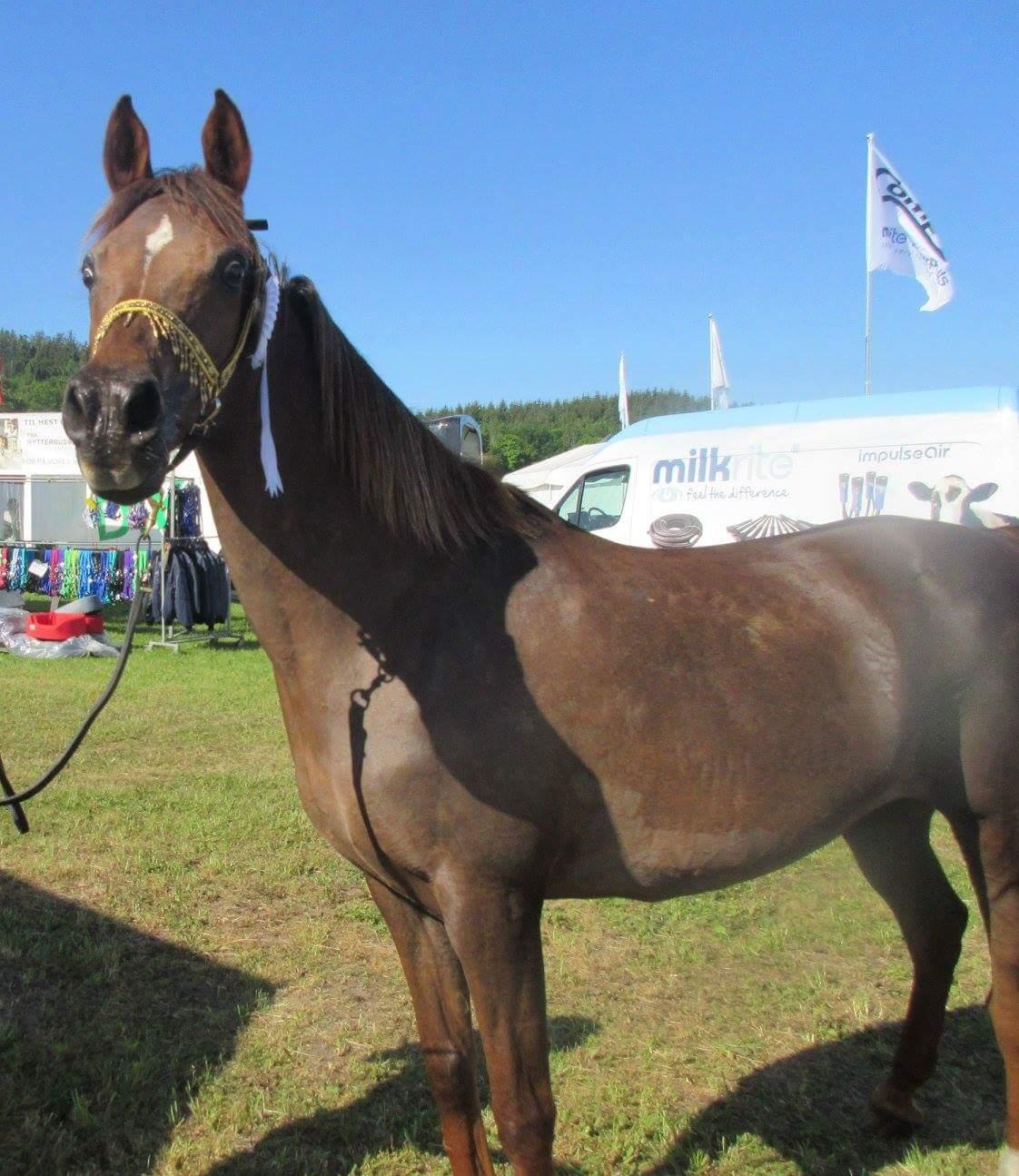 Arabisk fuldblod (OX) Maheba ox 3214 R.I.P 02-04-2019 billede 32