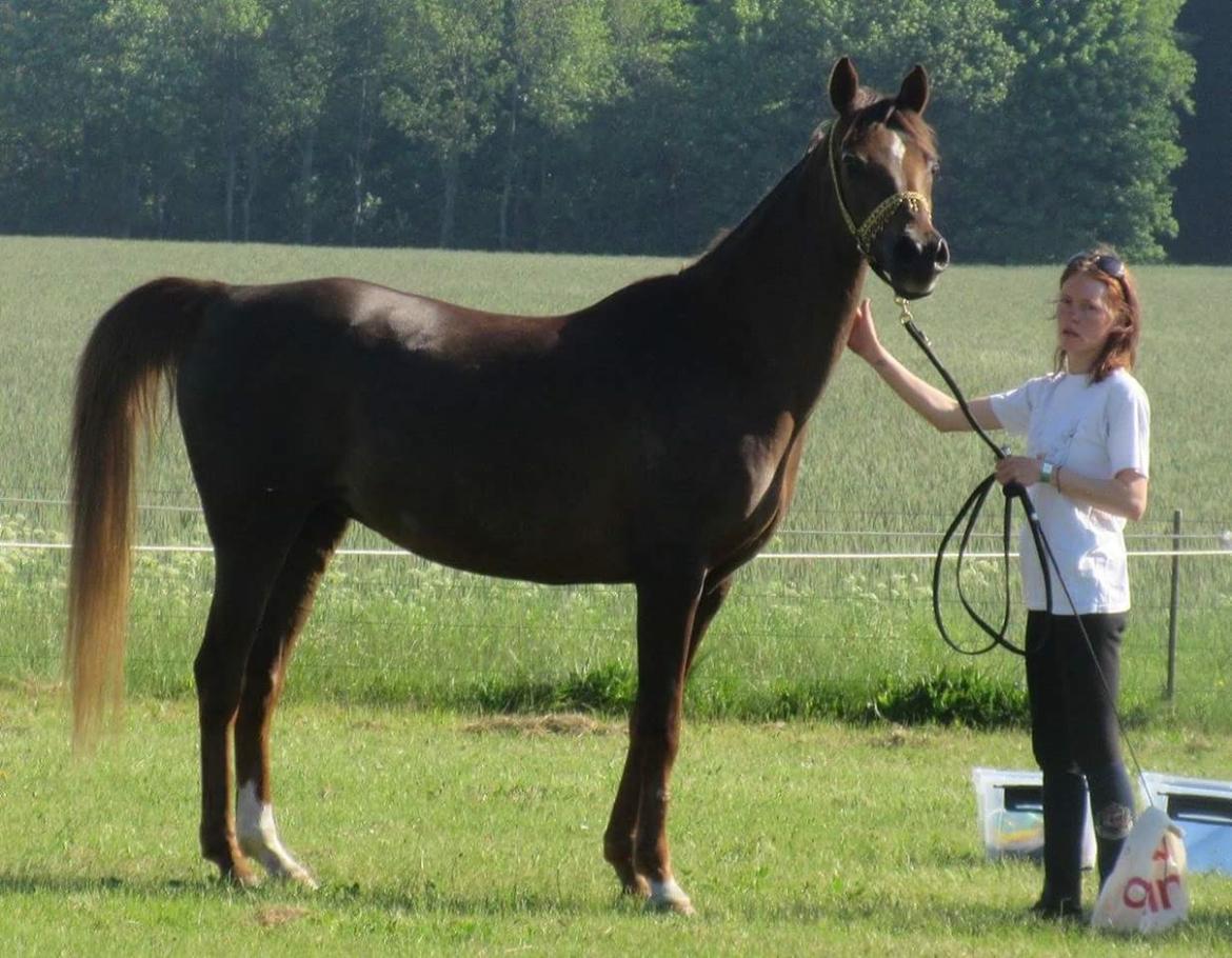 Arabisk fuldblod (OX) Maheba ox 3214 R.I.P 02-04-2019 billede 33