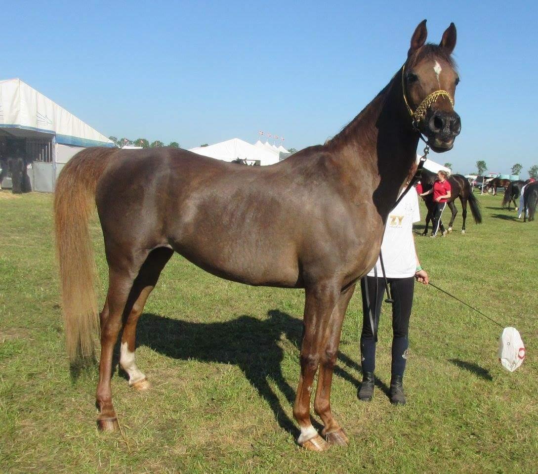 Arabisk fuldblod (OX) Maheba ox 3214 R.I.P 02-04-2019 billede 35