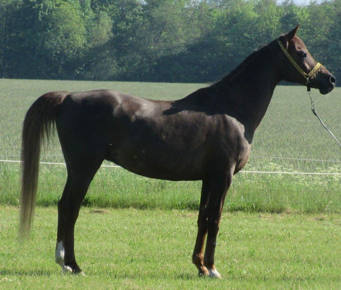 Arabisk fuldblod (OX) Maheba ox 3214 R.I.P 02-04-2019 billede 34