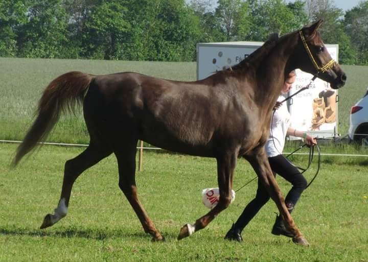 Arabisk fuldblod (OX) Maheba ox 3214 R.I.P 02-04-2019 billede 6