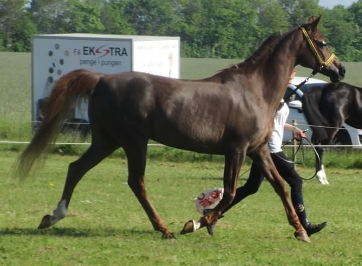 Arabisk fuldblod (OX) Maheba ox 3214 R.I.P 02-04-2019 billede 38