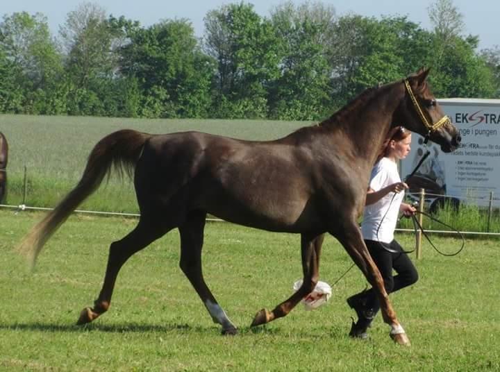 Arabisk fuldblod (OX) Maheba ox 3214 R.I.P 02-04-2019 billede 39