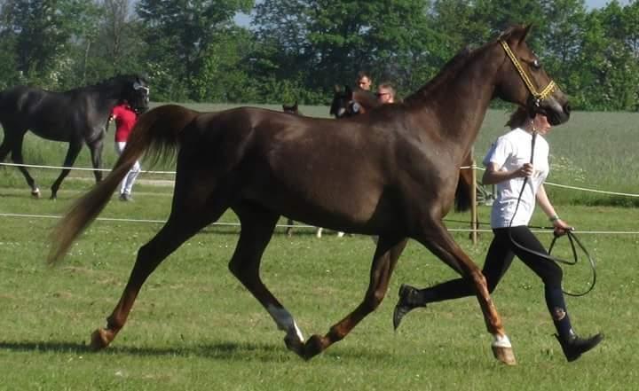 Arabisk fuldblod (OX) Maheba ox 3214 R.I.P 02-04-2019 billede 36