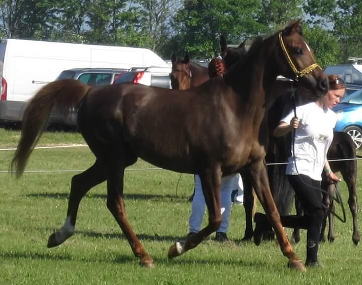 Arabisk fuldblod (OX) Maheba ox 3214 R.I.P 02-04-2019 billede 37