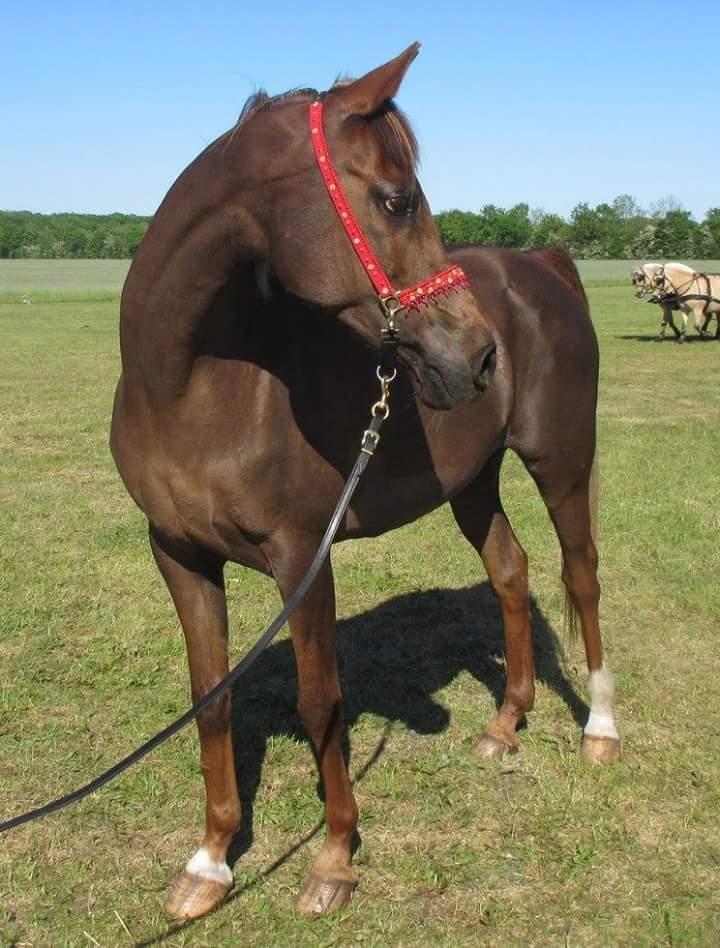 Arabisk fuldblod (OX) Maheba ox 3214 R.I.P 02-04-2019 billede 40